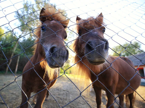 Dois cavalos de pónei atrás da cerca de arame — Fotografia de Stock