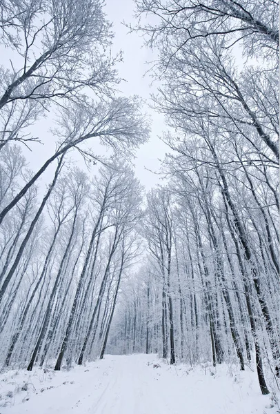 Bosque nevado en invierno a la vista del ángel — Foto de Stock