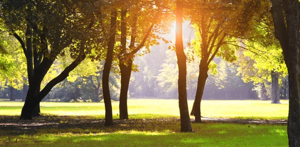 Mooi park met zonneschijn in de herfst — Stockfoto