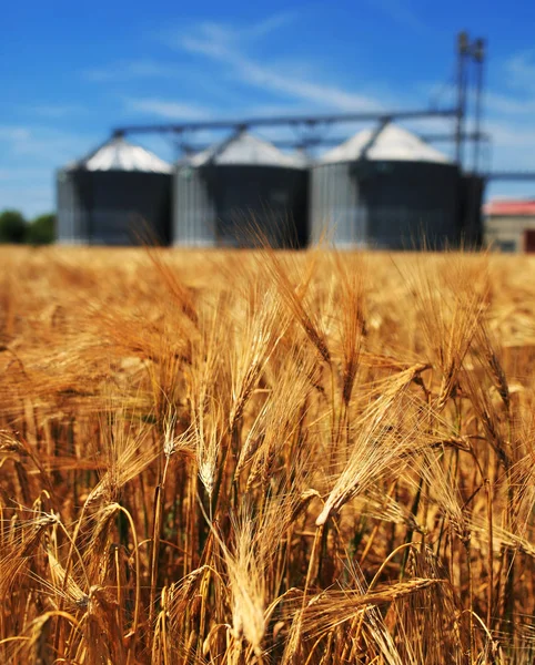 Farma, pole pszenicy z silosami zbożowymi dla rolnictwa — Zdjęcie stockowe