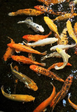 Kalabalık goldfishes göl