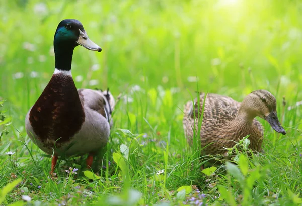 Dois pato selvagem na grama — Fotografia de Stock