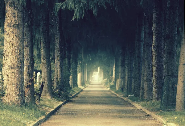 Forêt d'humeur mystique avec route — Photo