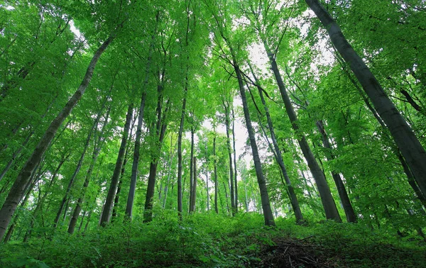 Bois forestier vert au printemps — Photo