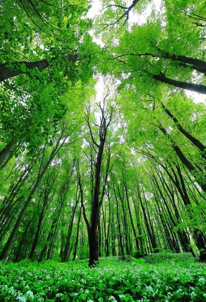 Madeira de floresta verde na primavera — Fotografia de Stock