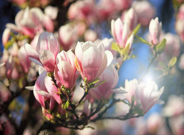 Vacker rosa magnolia blossom på våren — Stockfoto