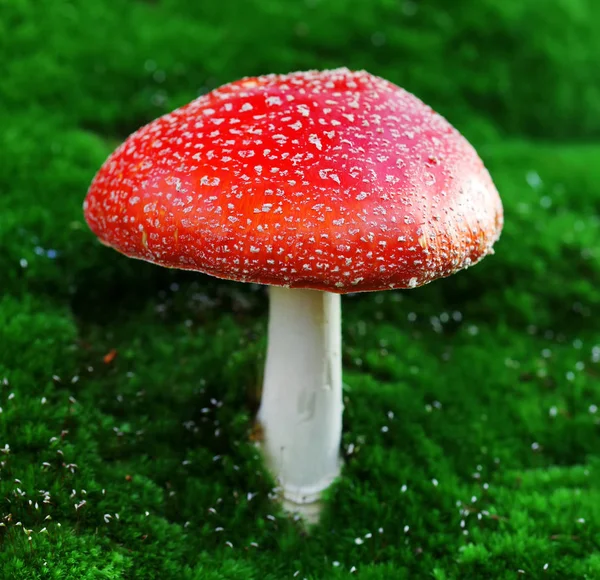 Fly agaric toadstool in moss — Stock Photo, Image