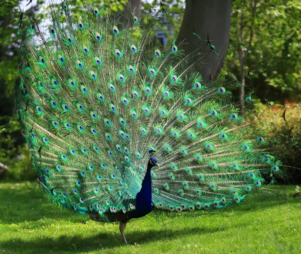 Colorido pavo real con enorme cola abierta — Foto de Stock