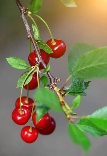 Cerezas colgando de una rama de cerezo — Foto de Stock