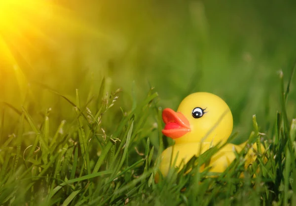 在阳光明媚的草地的橡皮鸭 — 图库照片