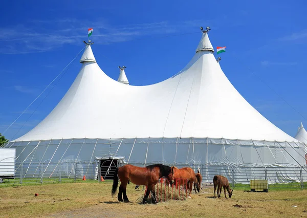 Enorme tienda de circo blanco con caballos —  Fotos de Stock