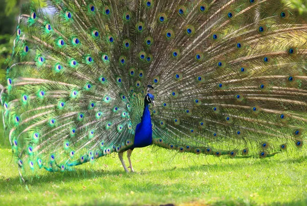 Colorful peacock with huge open tail — Stock Photo, Image