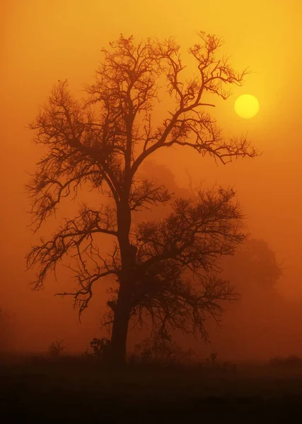 Одно дерево в туманном ландшафте — стоковое фото