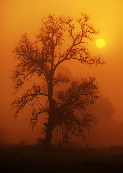 Single tree in misty landscape