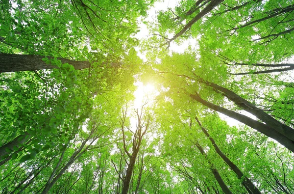 Bosque verde madera en primavera — Foto de Stock