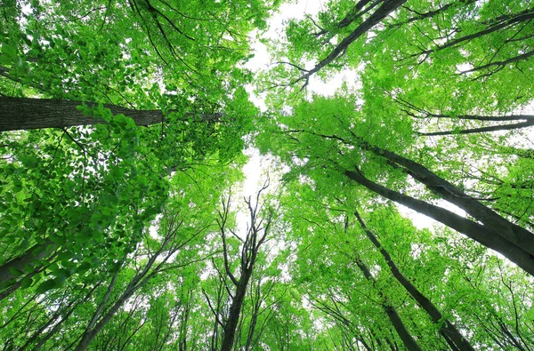 Madeira de floresta verde na primavera — Fotografia de Stock