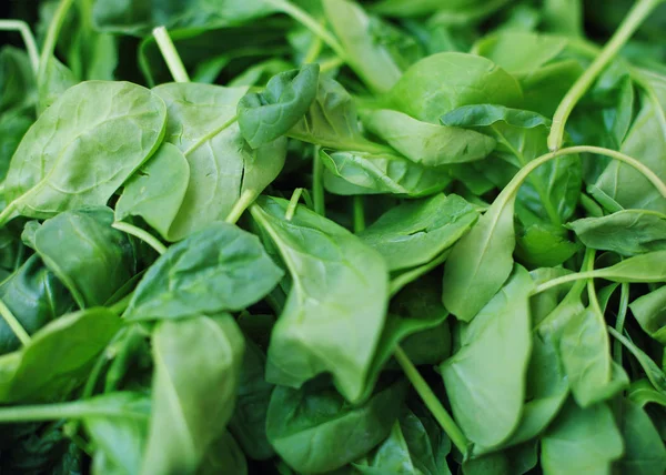 Haufen grüner Spinatblätter — Stockfoto