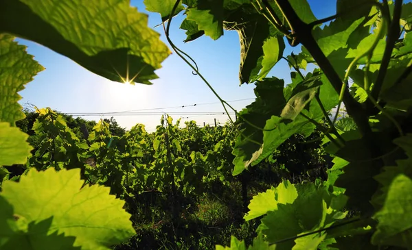 Zöld szőlőlevelek a szőlőültetvényen — Stock Fotó