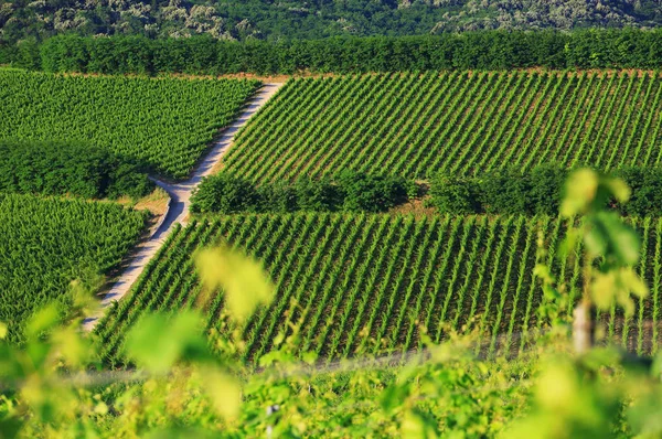Szőlő sorok szőlőültetvény-Villány, Magyarország — Stock Fotó