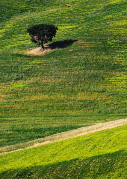 Jedno drzewo w krajobraz Toskanii, Włochy — Zdjęcie stockowe