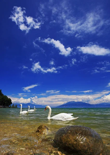 Lago de Garda, Italia con cisnes nadadores — Foto de Stock