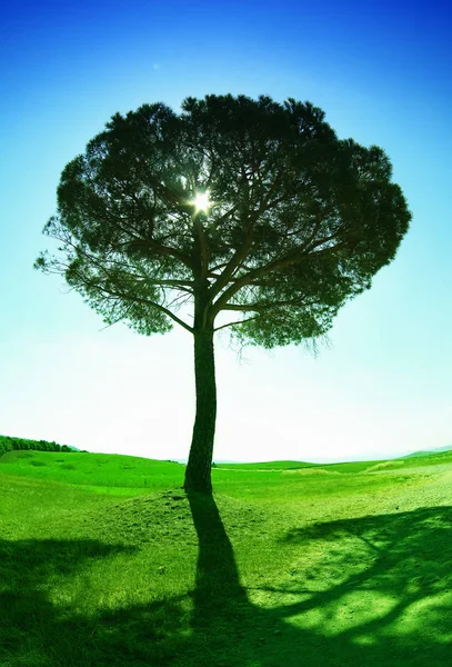 Árvore única com céu azul e terreno verde — Fotografia de Stock