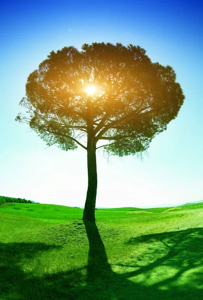 Enstaka träd med blå himmel och grön jord — Stockfoto