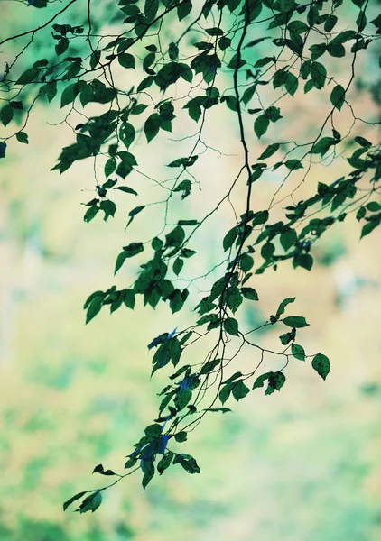 叶子的绿色分支的细节 — 图库照片