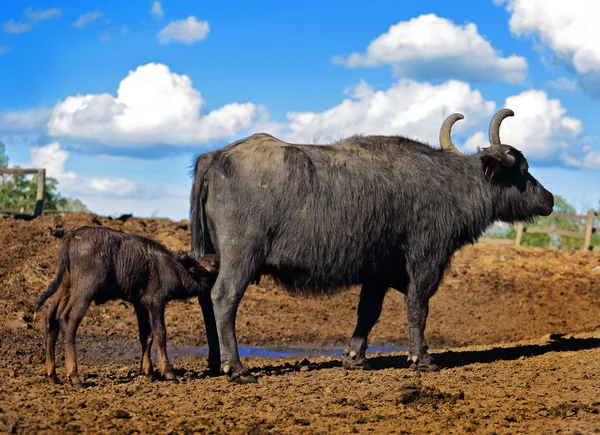 Hongaarse waterbuffel koe kalf voeden — Stockfoto