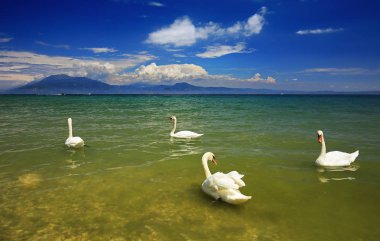 Kuğu yüzme ile Lake Garda, İtalya