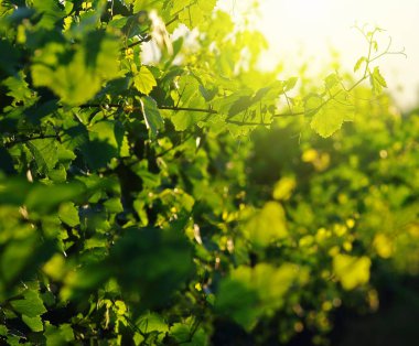 Üzüm bağında yeşil üzüm yaprakları