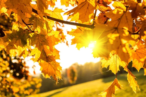 Detail of gold leaves in autumn