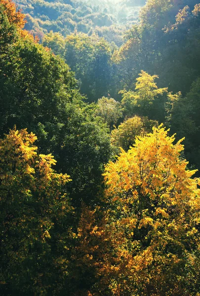 秋天山谷中的五彩森林 — 图库照片