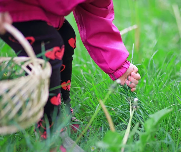 Kleinkind sammelt im Frühjahr Gras — Stockfoto