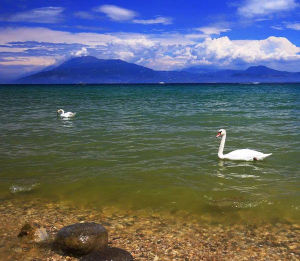 Úszó hattyú, Garda-tó, Olaszország — Stock Fotó