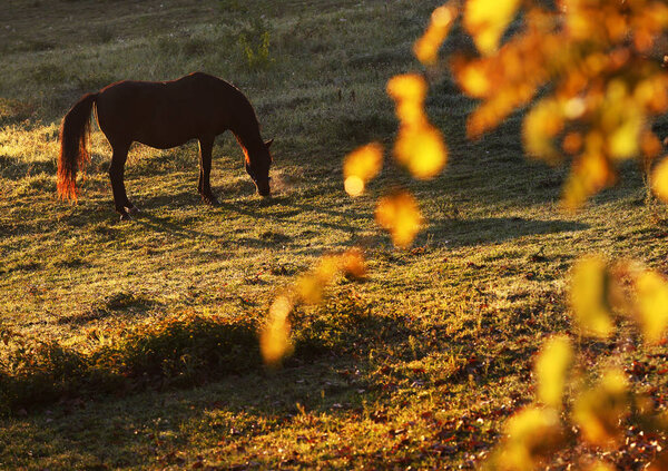 Brown horse graze in autumn