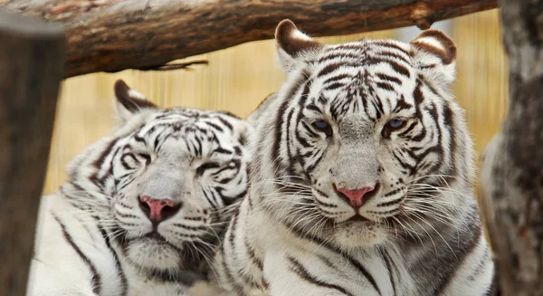 Zwei weiße Tiger ruhen zusammen — Stockfoto