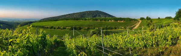 Vignoble à Villany Hongrie, vue panoramique — Photo