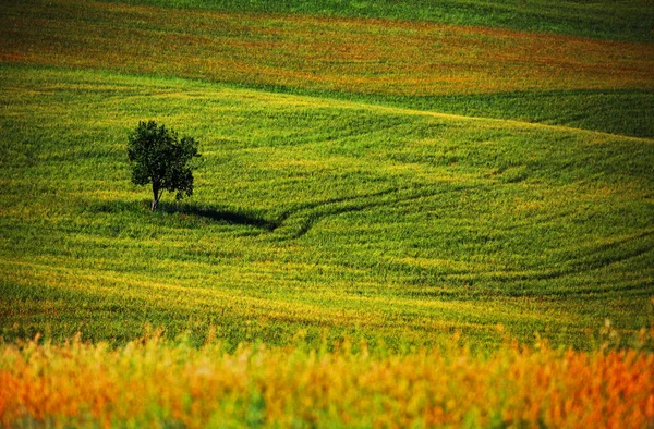 Jedno Drzewo Krajobraz Toskanii Włochy — Zdjęcie stockowe