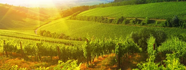 Виноградник Угорщині Панорама Перегляд — стокове фото