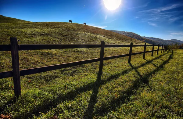 Chevaux Plein Air Dans Ranch Paysage Beauté — Photo