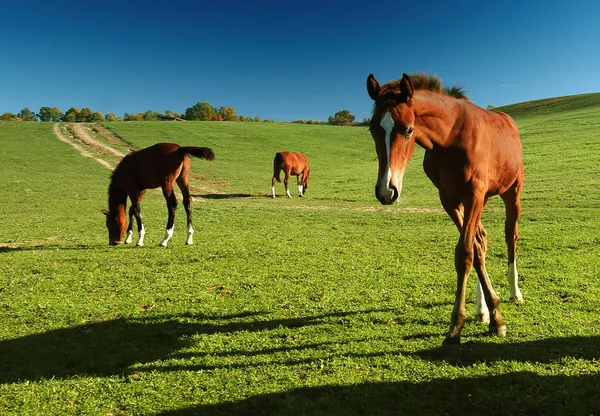 Konie Odkryty Ranczo Piękno Krajobrazu — Zdjęcie stockowe