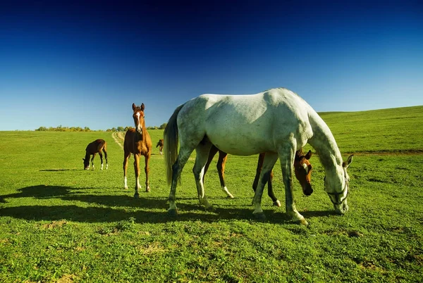 Koně Venku Ranch Krásu Krajiny — Stock fotografie