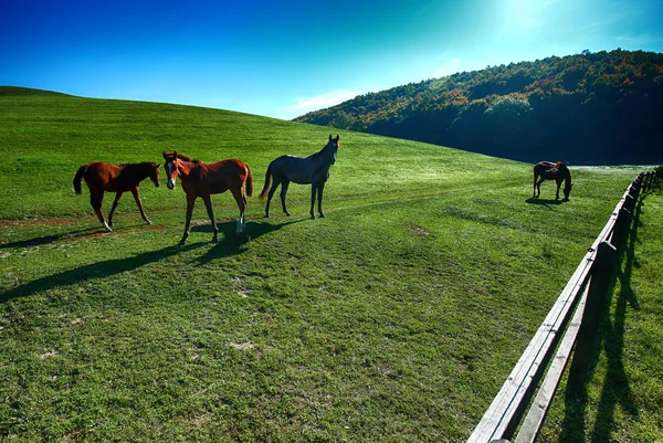 Cavalos Livre Fazenda Paisagem Beleza — Fotografia de Stock