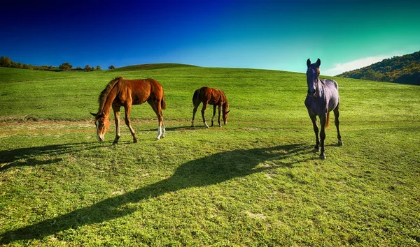 屋外の美しさの風景の牧場の馬 — ストック写真
