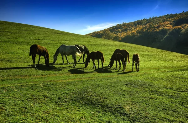 屋外の美しさの風景の牧場の馬 — ストック写真