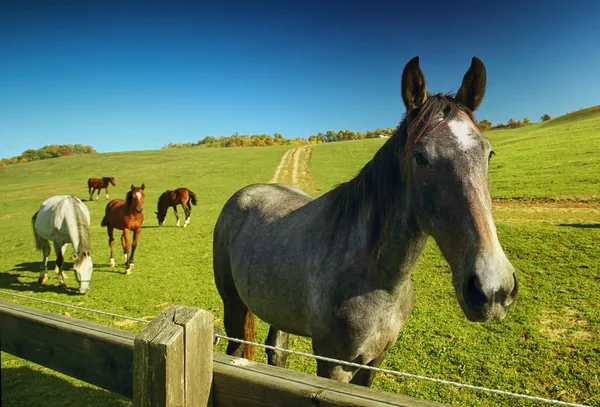 Cavalos Livre Fazenda Paisagem Beleza — Fotografia de Stock