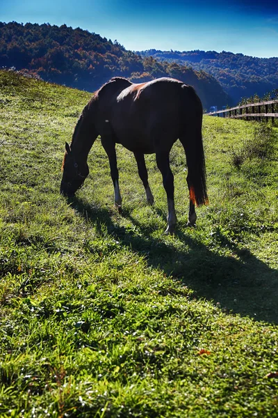 Лошади Свежем Воздухе Ранчо — стоковое фото