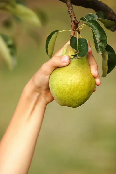 Picking Bunch Pears Tree — Stock Photo, Image