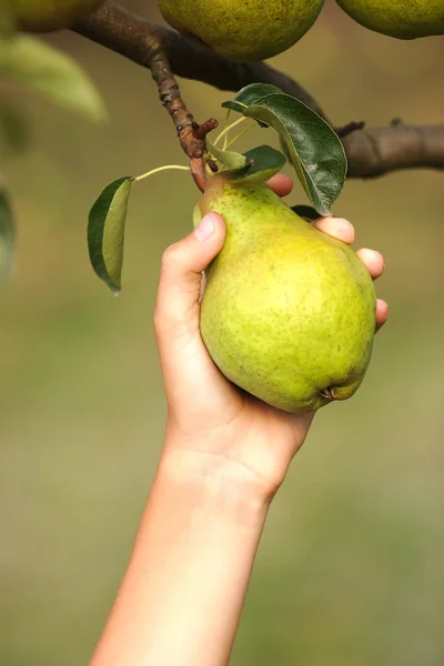 Picking Bunch Pears Tree — Stock Photo, Image
